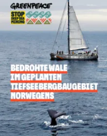 Bedrohte Wale im geplanten Tiefseebergbaugebiet Norwegens