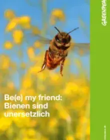 Kurzinfo: Bienensterben