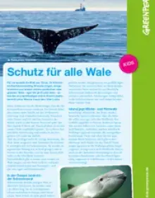 Schutz für alle Wale