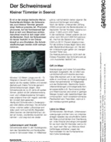 Factsheet: Schweinswal