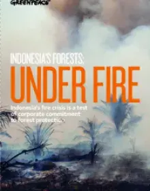 Report: Indonesia's Forests – Under Fire