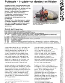 Pottwale – Irrgäste vor deutschen Küsten