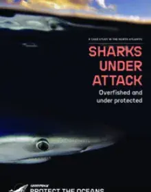 Haie unter Attacke - englische Langfassung
