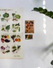 Saisonales Gemüse – Saisonkalender und Poster zum Bestellen