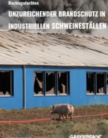 Unzureichender Brandschutz in industriellen Schweineställen - Rechtsgutachten