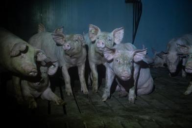 Pigs in Factory Farms in Germany, North Rhine-Westphalia